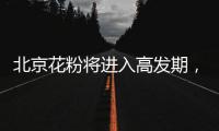 北京花粉将进入高发期，专家教你四招防过敏