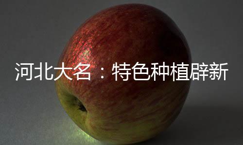 河北大名:特色种植辟新路 大棚鲜花助农增收